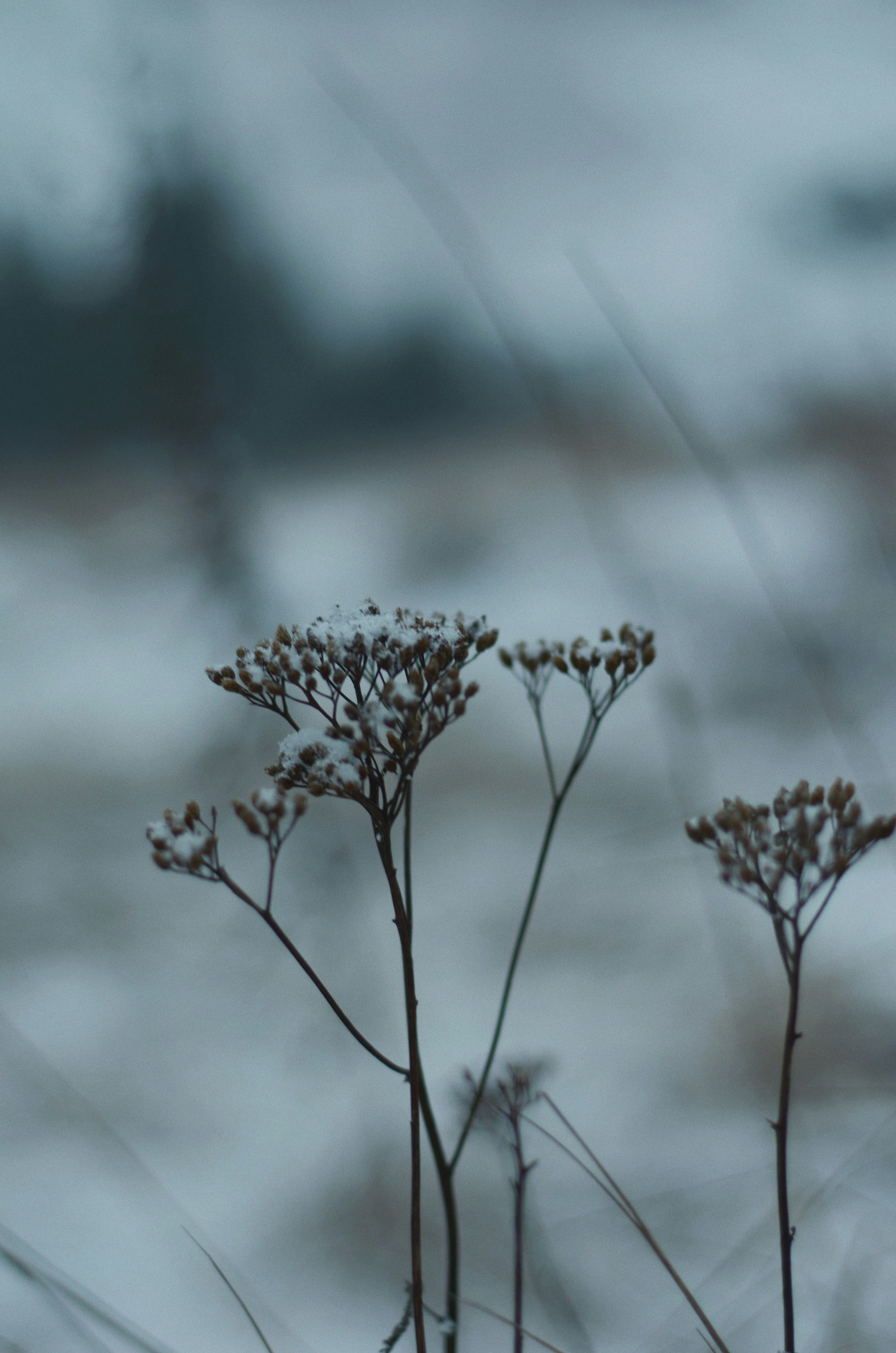 white flowers in tilt shift lens